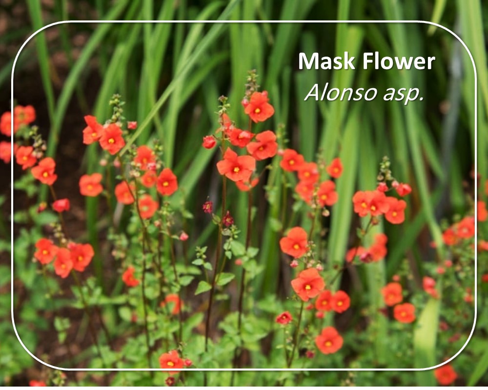 Mask Flower: stunning tubular red flowers with red stems 