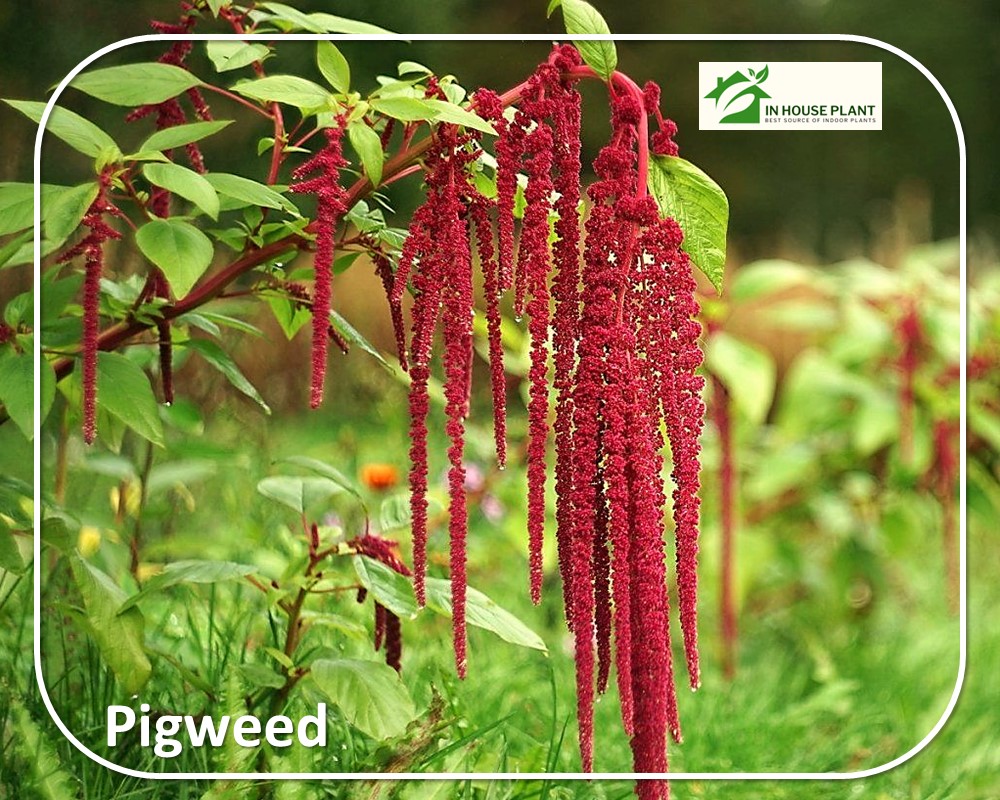 red blooms of Pigweed on red stems

