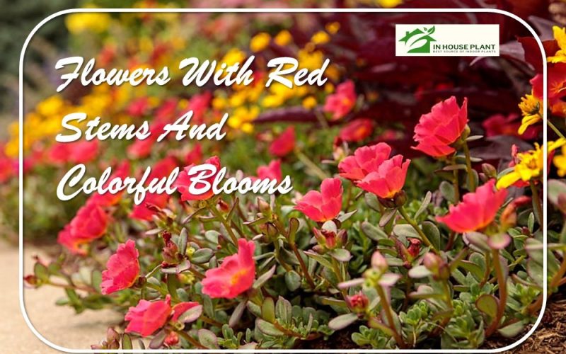 21 Flowers With Red Stems and Colorful Blooms: The Bests for Your House and Garden