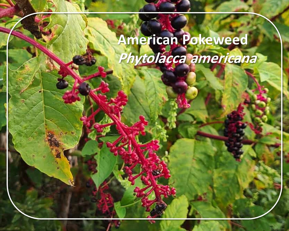 American Pokeweed: small red flowers on elongated clusters and red stems