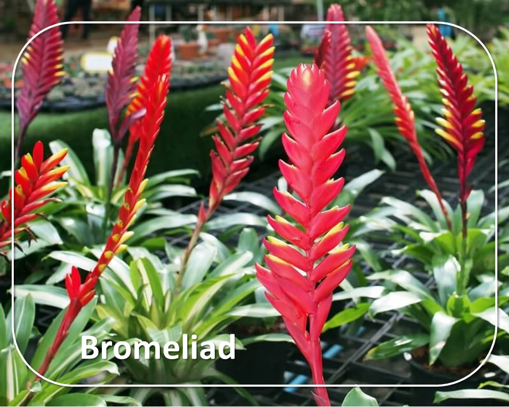 Bromeliad: red tropical flowers on a red stem