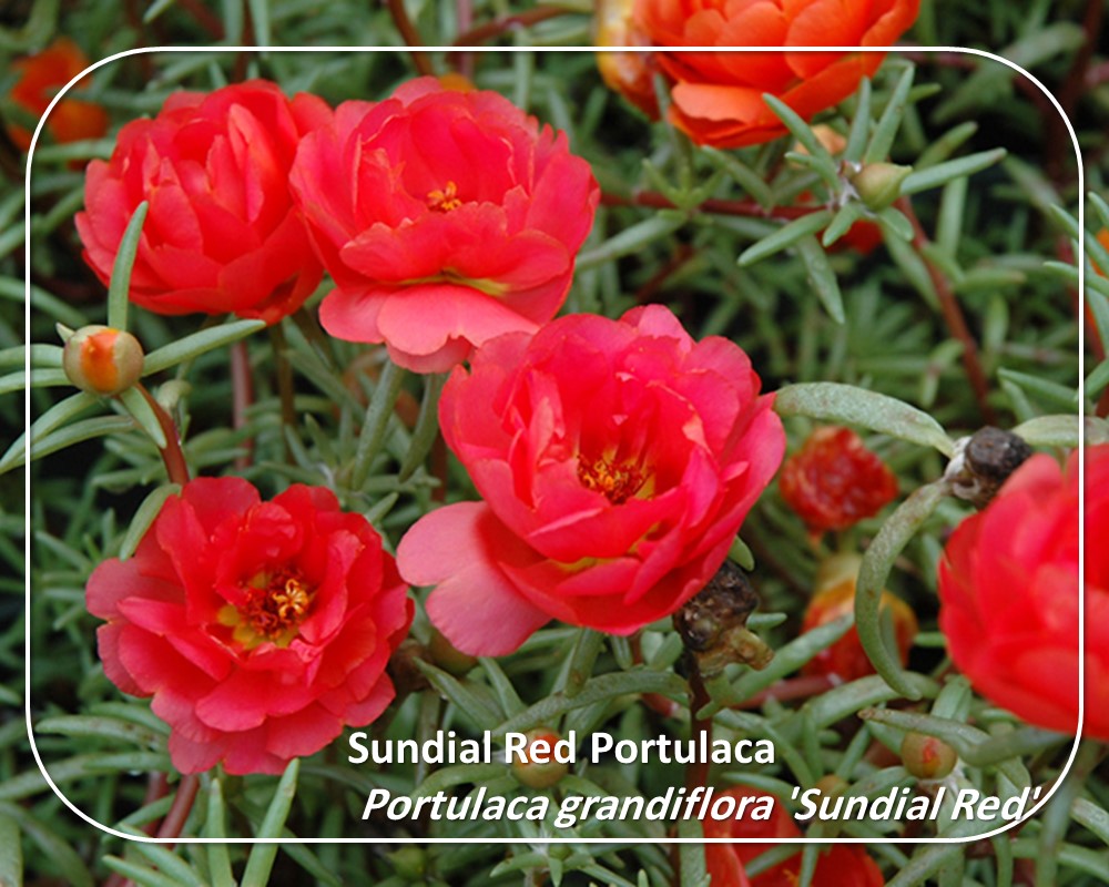 Sundial Red Portulaca: A Colourful Groundcover with red flowers and stems 