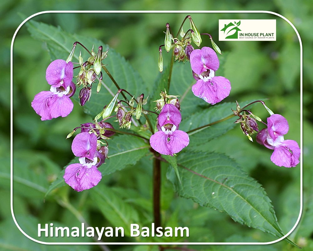 pale purple flowers of Himalayan Balsam

