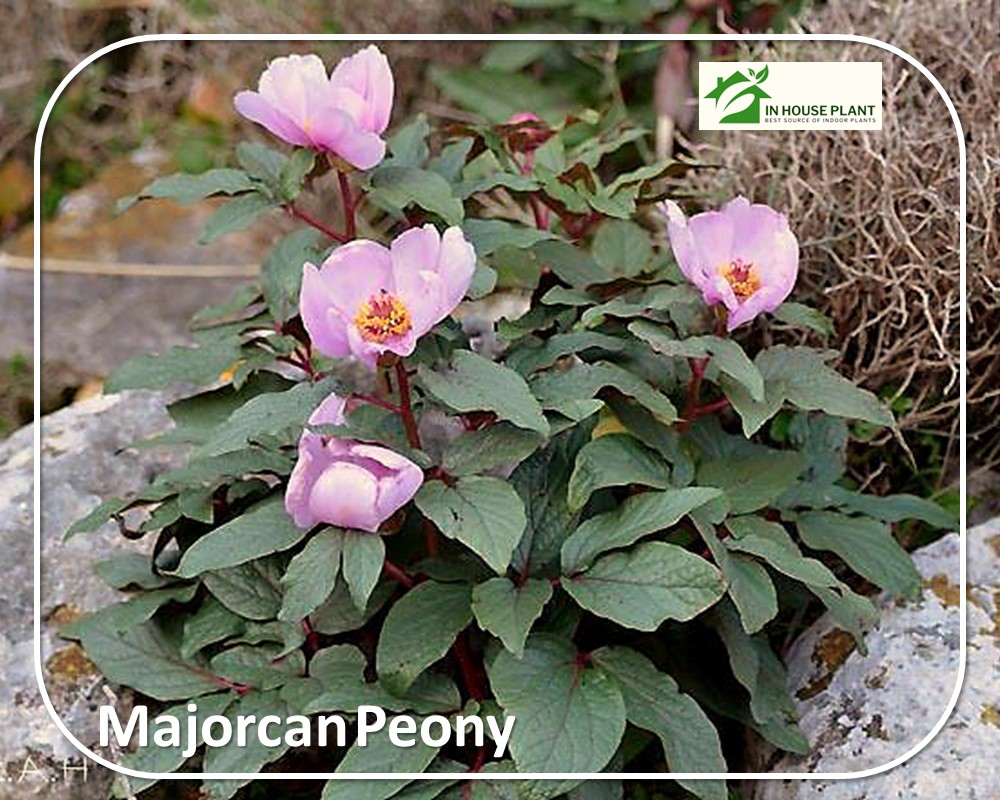 pale pink blooms of Majorcan Peony with red stems

