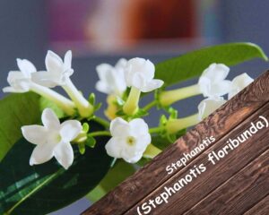 Stephanotis (Stephanotis floribunda) is a house plant with small white flowers