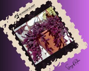 String of Rubies is a hanging dark purple indoor plant