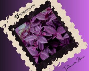 Tradescantia Zebrina deep purple is a hanging plant with dark foliage