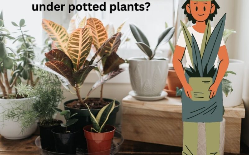 What to Put under Potted Plants? 8 Ideas with images.