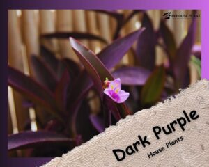 dark purple houseplant in living space decoration