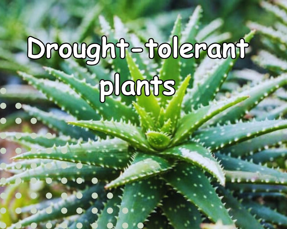 drought tolerant plants in pots without holes