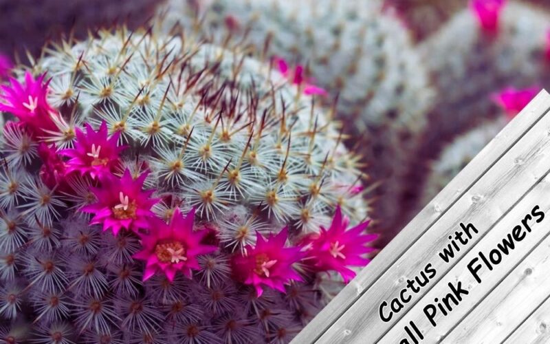 cactus with small pink flowers