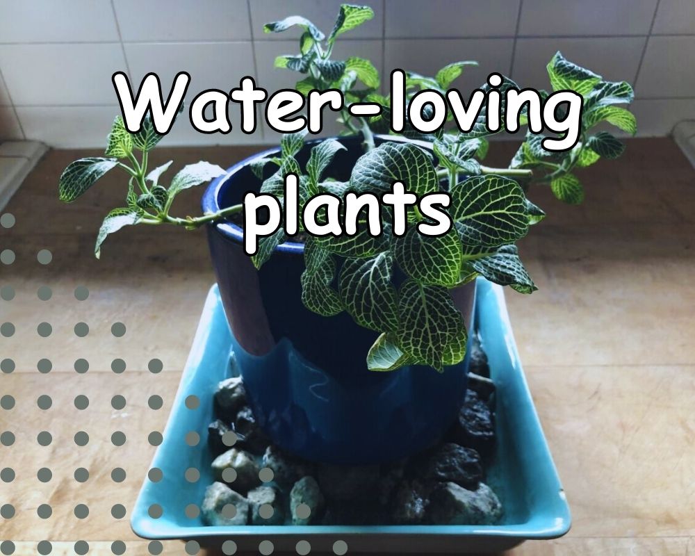 water loving plants for pots without drainage hole