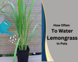 Lemongrass watering in pot