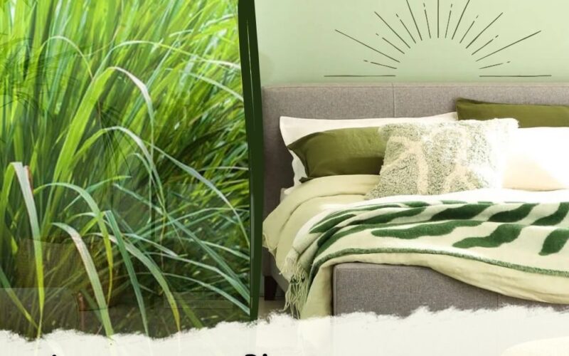 Lemongrass Plant in the Bedroom