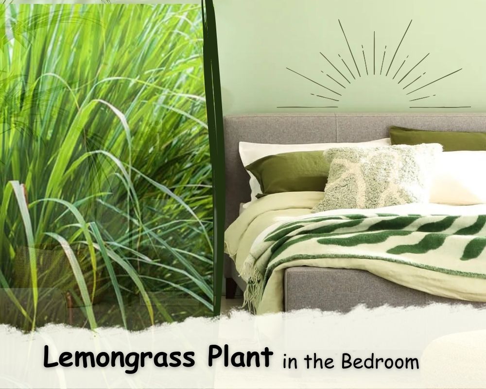Lemongrass Plant in the Bedroom 7 Magic Benefits That You Must Know