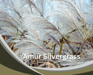 Amur Silvergrass (Amur Silvergrass) is a tall indoor grass.