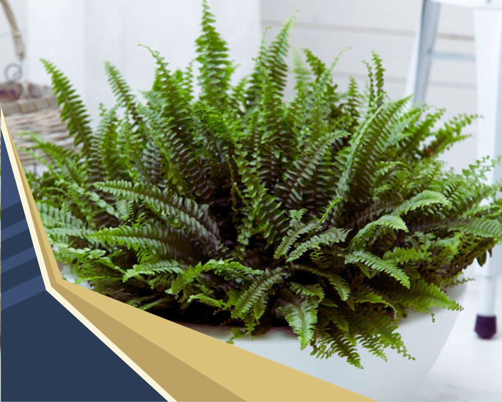 Sword Fern is a house plant that looks like grass