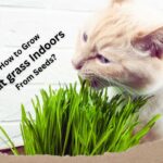 grow cat grass indoors from seeds