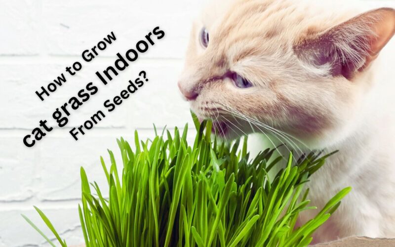 grow cat grass indoors from seeds