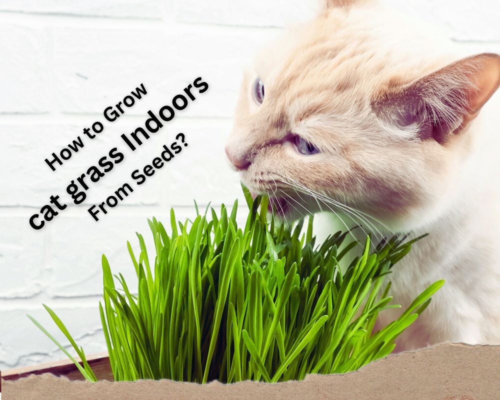 How to Grow Cat Grass Indoors From Seeds? All Things You Must Know