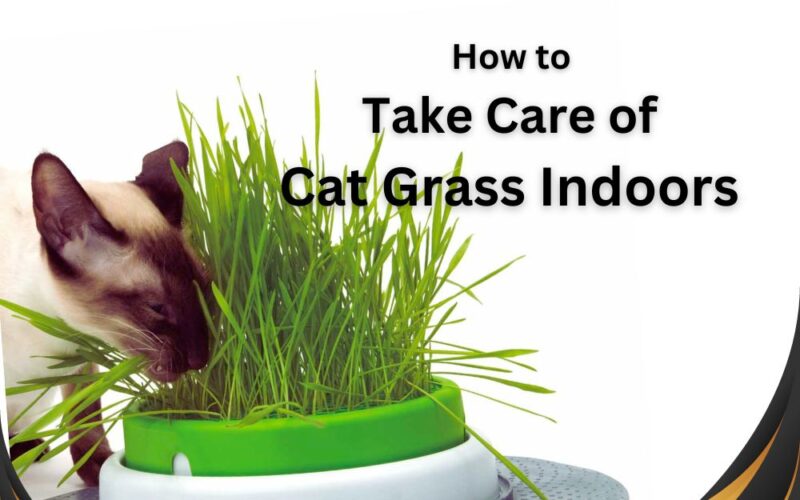 best practice to Take Care of Cat Grass Indoors