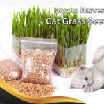 Harvest cat grass seeds