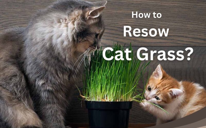 Resow Cat Grass to provide fresh grass for cats