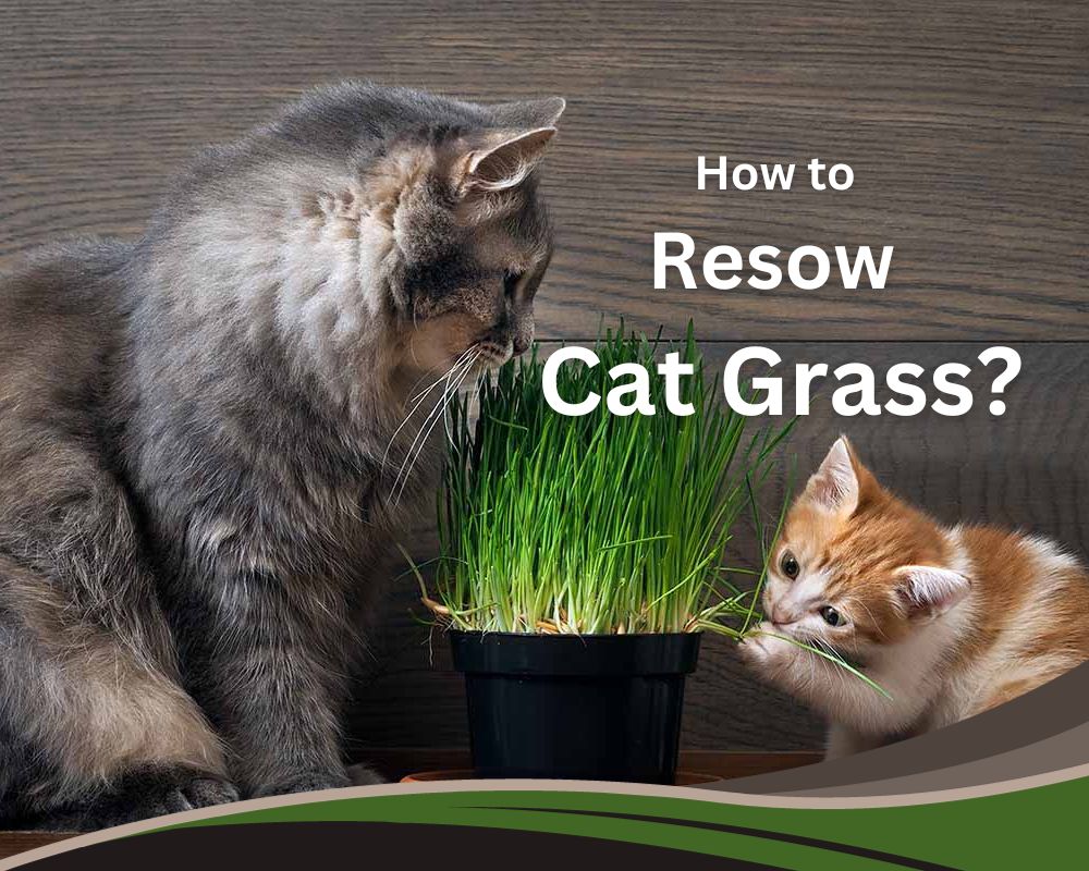 How to Resow Cat Grass? Best Practices with Pro Tips InHousePlant