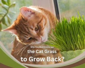 The Benefits of Encouraging the Cat Grass to Grow Back?