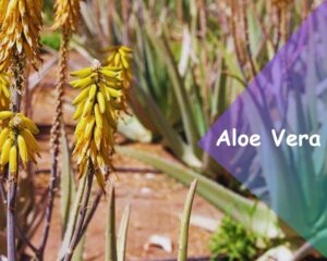 Aloe Vera (Aloe barbadensis miller): Medical succulent flowering house plants