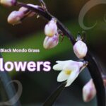 Black Mondo Grass Flower