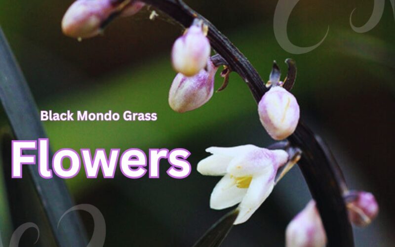 Black Mondo Grass Flower | All the Things You Must Know