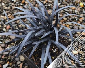 a pot of Black mondo grass (Ophiopogon planiscapus 'Nigrescens')