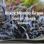 Black Mondo Grass Sun or Shade Outdoors
