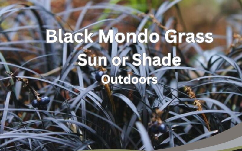 Black Mondo Grass Sun or Shade Outdoors