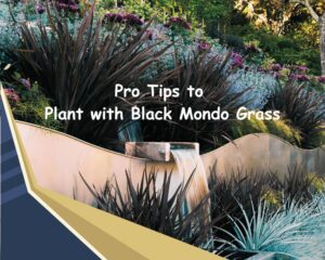 Tips to Plant with Black Mondo Grass