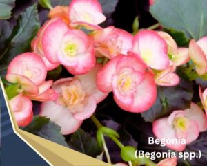 Begonia is one of the small flowering indoor plants
