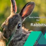 Best Indoor Grass for Rabbits