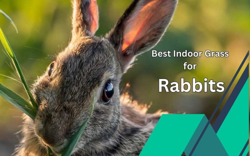 Best Indoor Grass for Rabbits