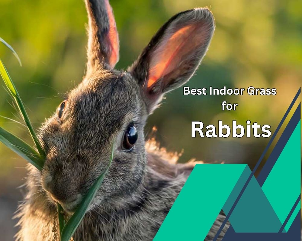 5 Best Indoor Grass for Rabbits A Comfy Addition to Your Bunny's Life