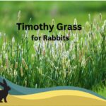 Timothy Grass for Rabbits