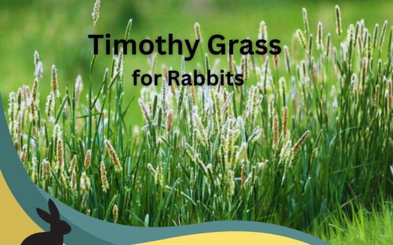 Ultimate Guideline of Timothy Grass for Rabbits: A Nutrient-Rich Delight