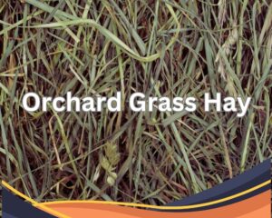 Orchard Grass Hay for adding to rabbits' food