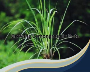 Growing Lemongrass in Pots