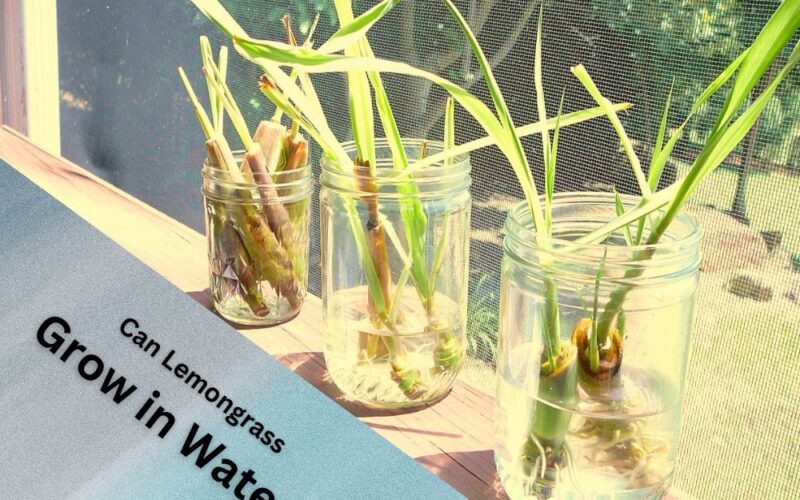 Can Lemongrass Grow in Water? A Comprehensive Guide