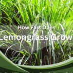 How fast does lemongrass grow?