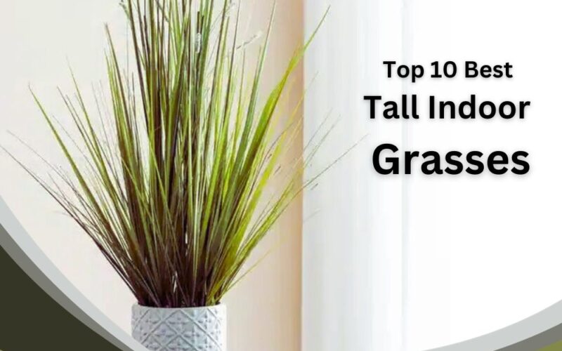10 Best Tall Indoor Grass Plants