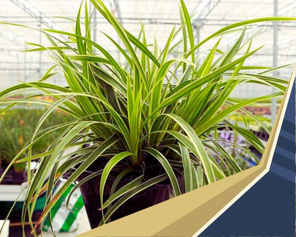 Carex is one of the indoor plants that look like grass
