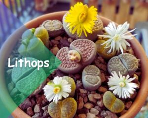 Lithops (Lithops spp.): Daisy-like flowers between Living Stones