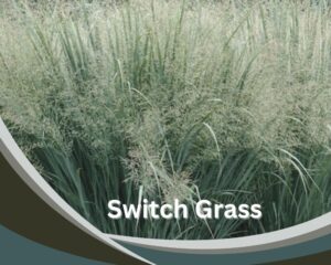 Switch Grass (Panicum virgatum) is tall indoor grass